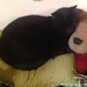 Meet your Posher, Salem